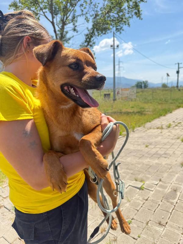 Kira 10 kg di cane in canile  Foto 4