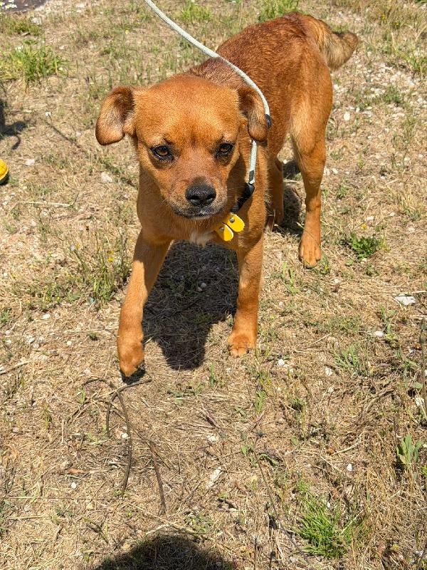 Kira 10 kg di cane in canile  Foto 5