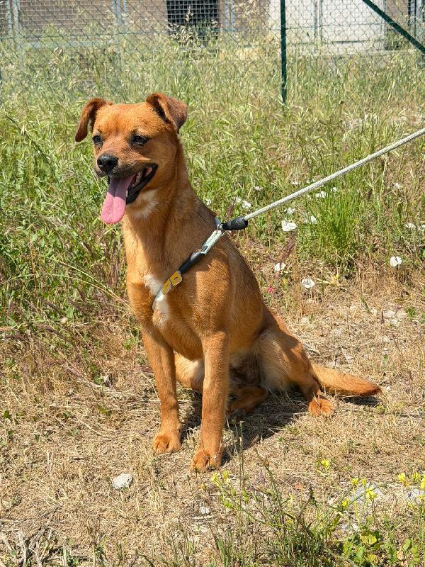 Kira 10 kg di cane in canile  Foto 6