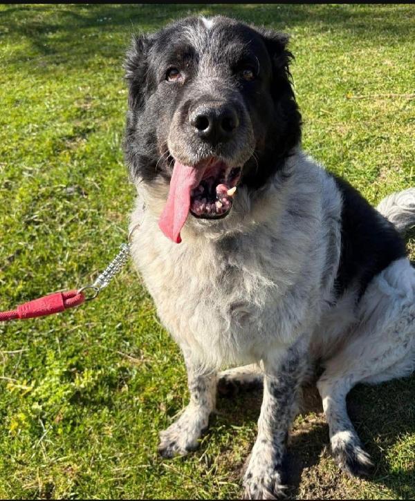 Buck Maremmano/Border Collie 10Anni Rimasto Solo