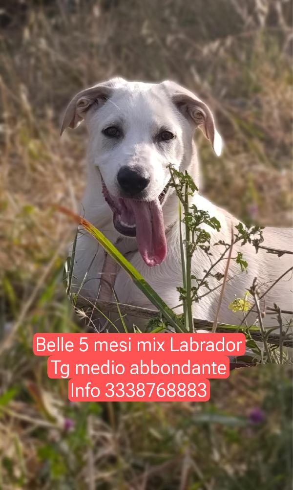 Belle Splendida Cucciolona Di 5 Mesi Mix Labrador Cerca Casa 