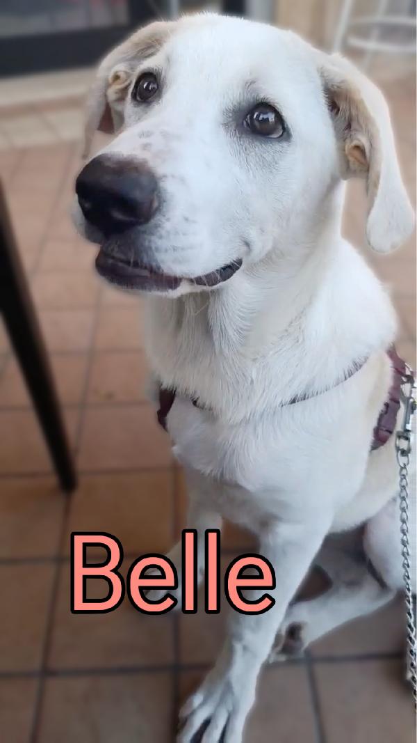 Belle splendida cucciolona di 5 mesi mix Labrador cerca casa  Foto 2