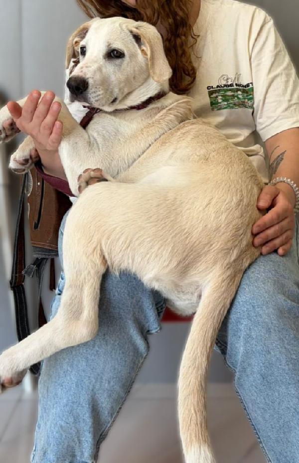Belle splendida cucciolona di 5 mesi mix Labrador cerca casa  Foto 3
