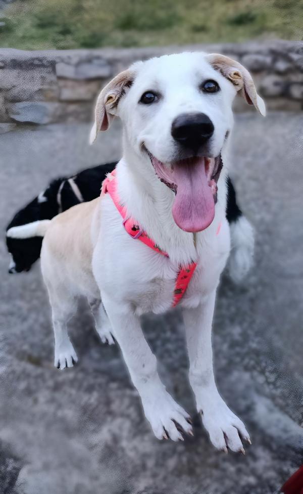 Belle splendida cucciolona di 5 mesi mix Labrador cerca casa  Foto 4