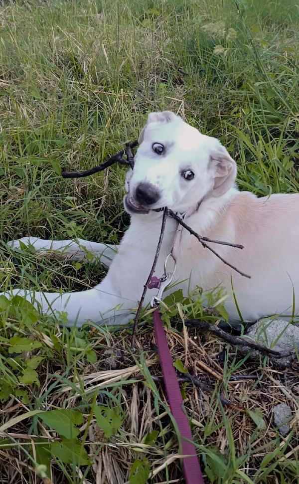 Belle splendida cucciolona di 5 mesi mix Labrador cerca casa  Foto 5