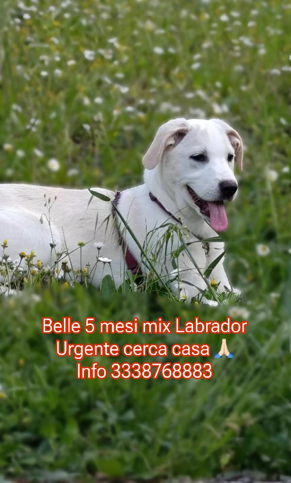 Belle splendida cucciolona di 5 mesi mix Labrador cerca casa  Foto 6