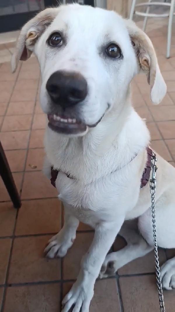 Belle splendida cucciolona di 5 mesi mix Labrador cerca casa  Foto 7