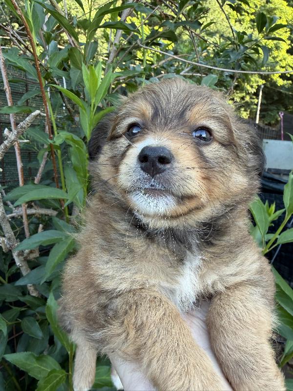 💗🐾 MILLY 🐾💗 dolcissima cucciola taglia piccola in adozione  Foto 2