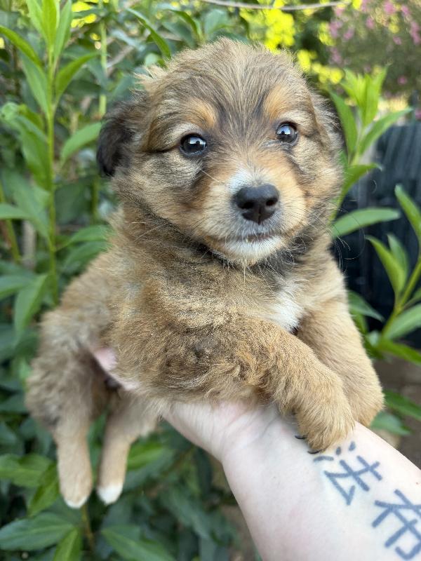 💗🐾 MILLY 🐾💗 dolcissima cucciola taglia piccola in adozione  Foto 3