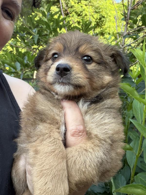 💗🐾 MILLY 🐾💗 dolcissima cucciola taglia piccola in adozione  Foto 5
