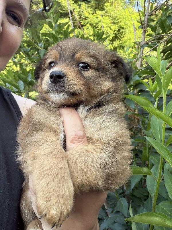 💖🐾 milly 🐾💖 deliziosa cucciola taglia piccola in adozione  Foto 3