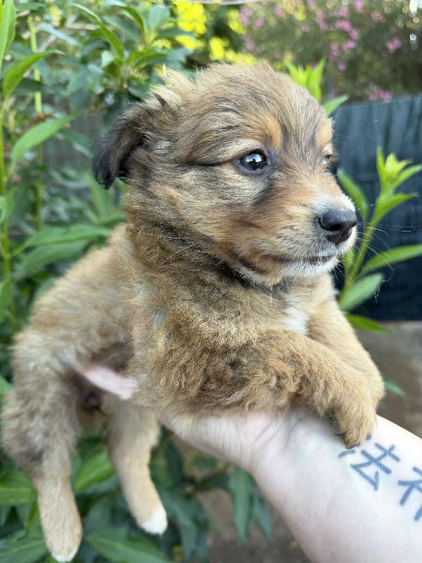 💖🐾 milly 🐾💖 deliziosa cucciola taglia piccola in adozione  Foto 4