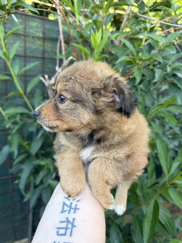 💖🐾 milly 🐾💖 deliziosa cucciola taglia piccola in adozione  Foto 5