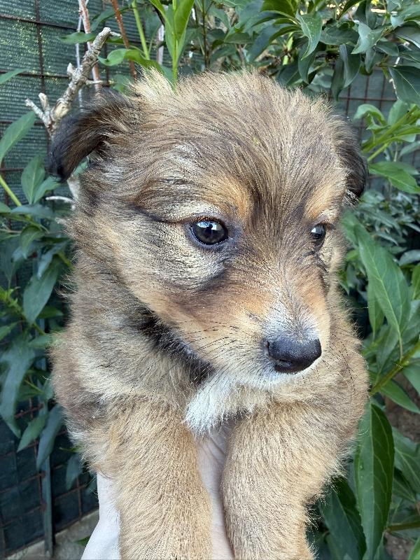 💖🐾 milly 🐾💖 deliziosa cucciola taglia piccola in adozione  Foto 6