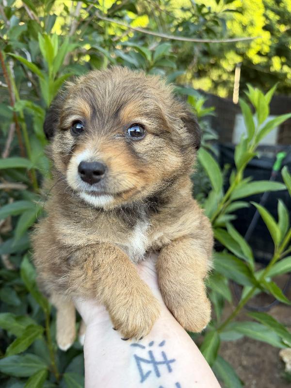 💖🐾 milly 🐾💖 deliziosa cucciola taglia piccola in adozione  Foto 9