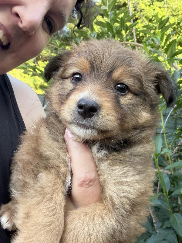 💖🐾 milly 🐾💖 deliziosa cucciola taglia piccola in adozione  Foto 10