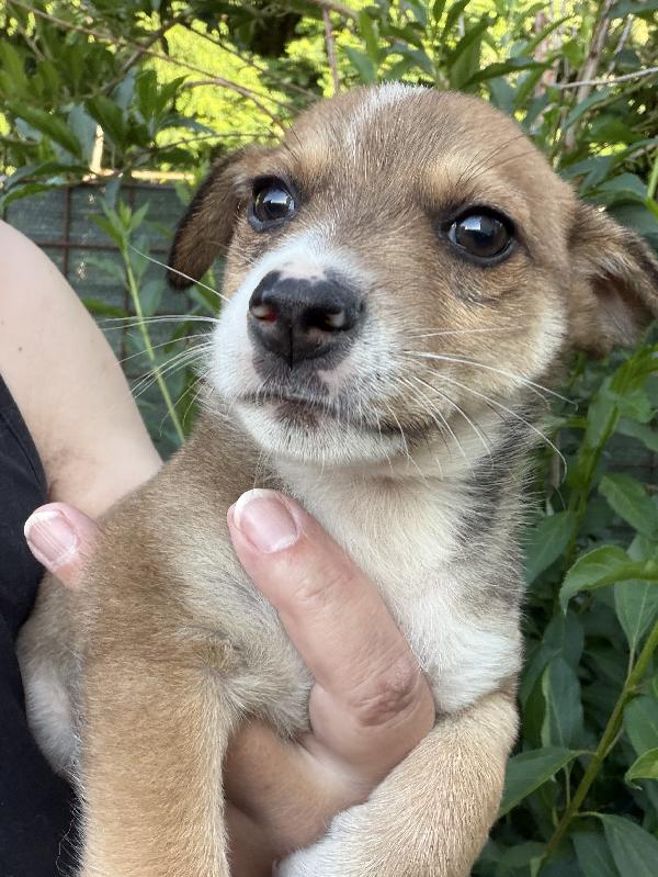 💚🐾 lillo dolce cucciolo taglia piccola in adozione  Foto 3