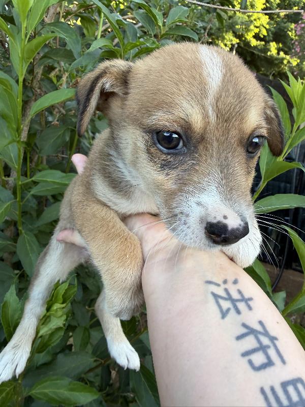 💚🐾 lillo dolce cucciolo taglia piccola in adozione  Foto 4