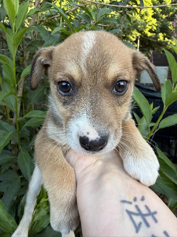 💚🐾 lillo dolce cucciolo taglia piccola in adozione  Foto 5