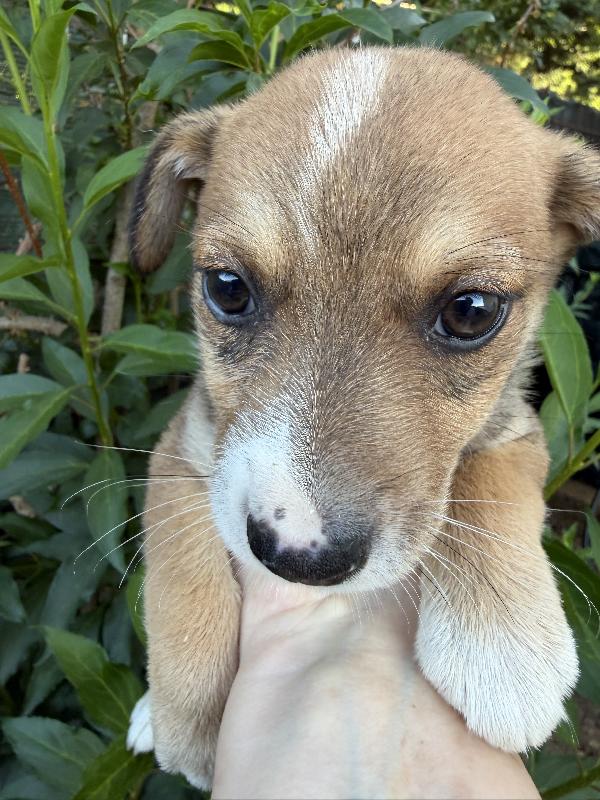 💚🐾 lillo dolce cucciolo taglia piccola in adozione  Foto 6
