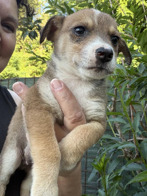 💚🐾 lillo dolce cucciolo taglia piccola in adozione  Foto 8