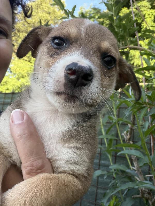 💚🐾 lillo dolce cucciolo taglia piccola in adozione  Foto 9