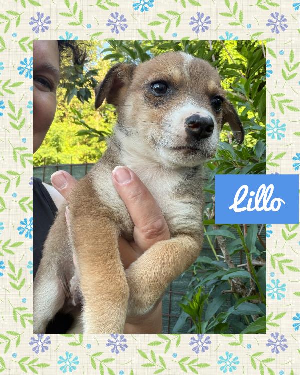 💙🐾 Lillo Cucciolo Delizioso Taglia Piccola In Adozione 