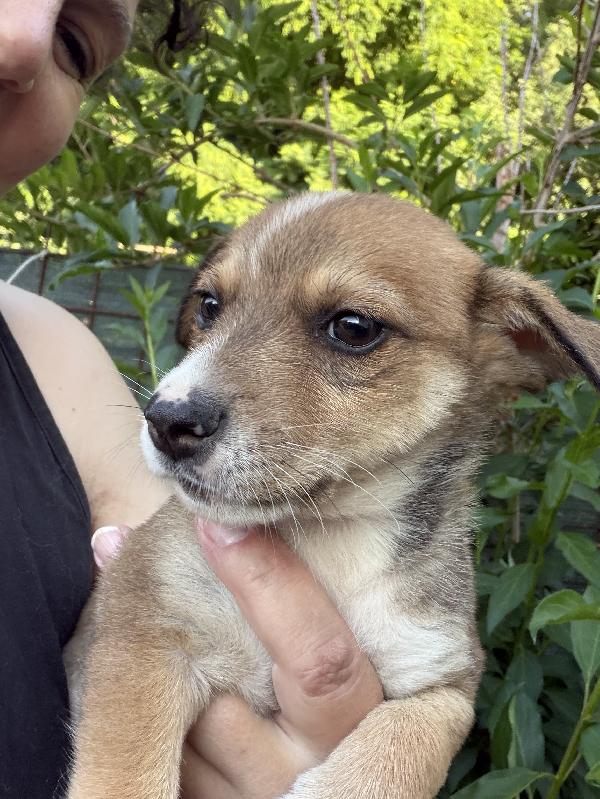 💙🐾 lillo cucciolo delizioso taglia piccola in adozione  Foto 5