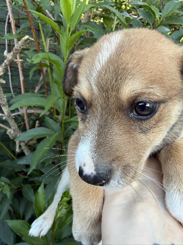💙🐾 lillo cucciolo delizioso taglia piccola in adozione  Foto 8