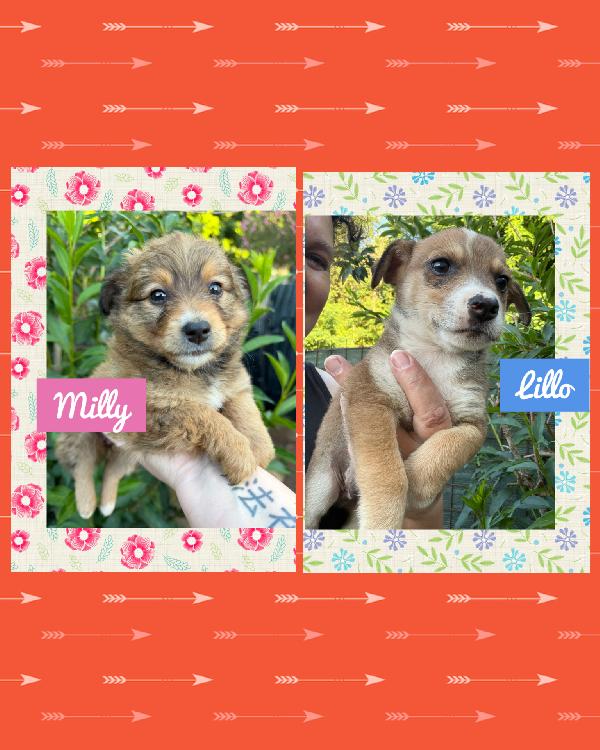 💖🐾 Milly E 💚🐾 Lillo Dolci Cuccioli Taglia Piccola In Adozione 