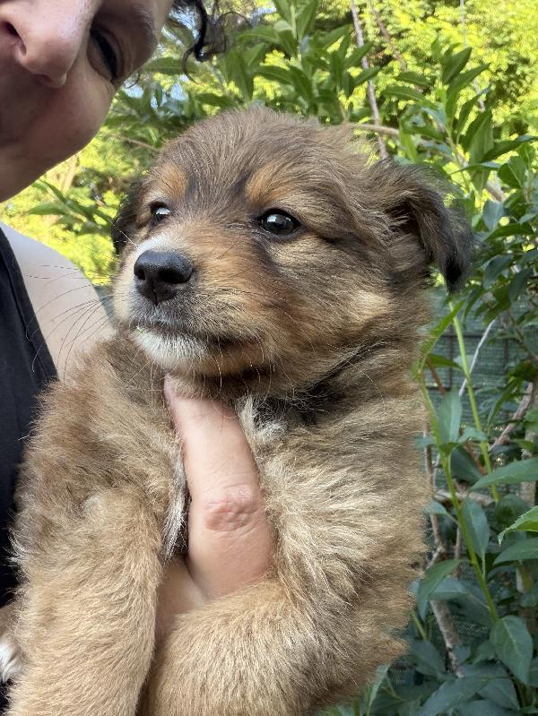 💖🐾 milly e 💚🐾 lillo dolci cuccioli taglia piccola in adozione  Foto 10