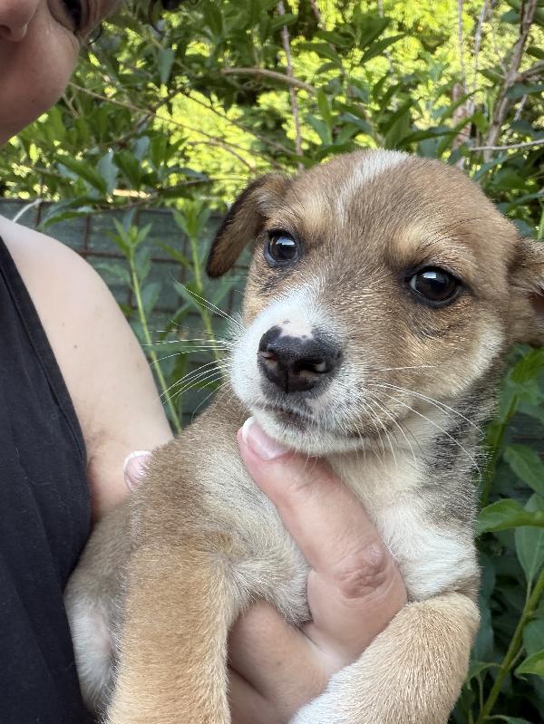 💙🐾 cuccioli 🐾💖 taglia piccola in adozione  Foto 8