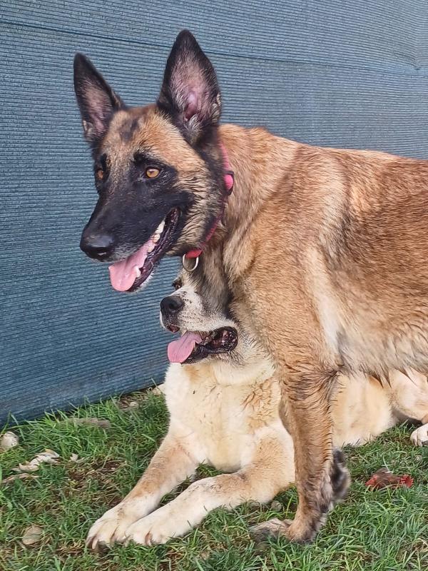 LAIKA, Pastore Belga Malinois, adozione del cuore Foto 5