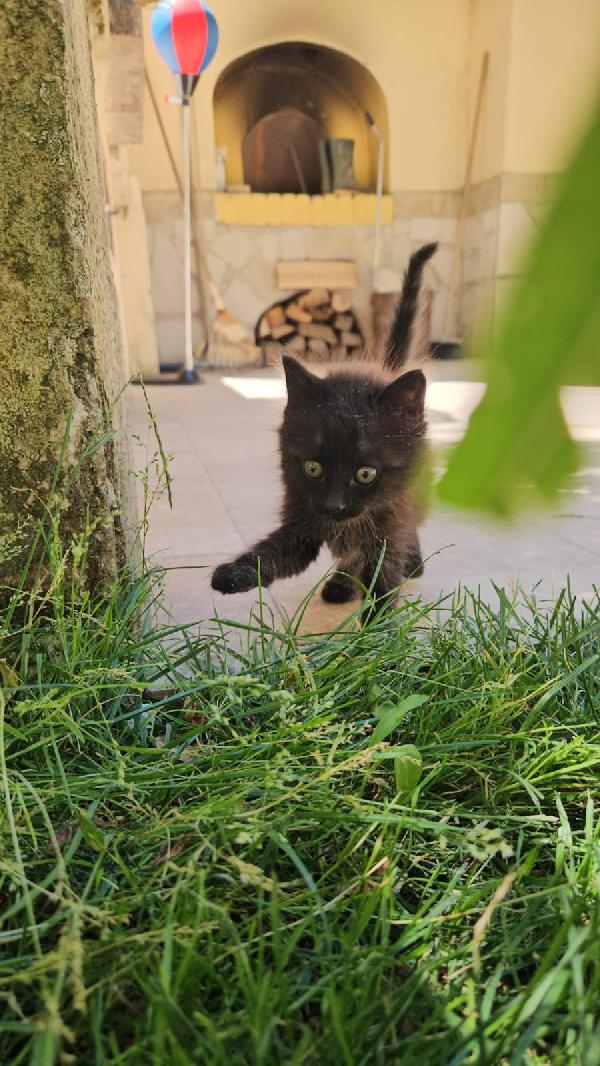 Macha: Cucciola 2 Mesi