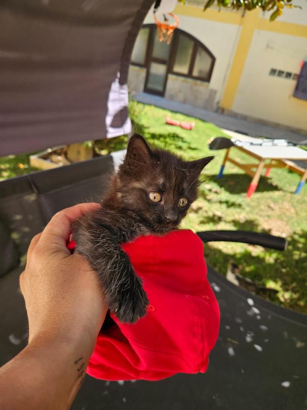 Macha: cucciola 2 mesi Foto 2