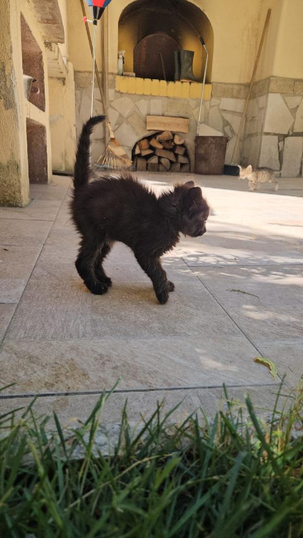 Macha: cucciola 2 mesi Foto 3