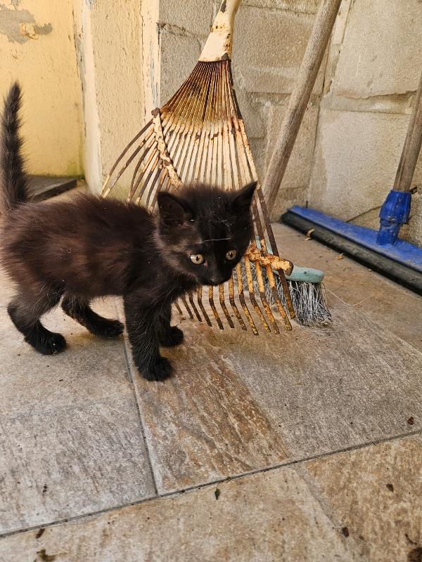 Macha: cucciola 2 mesi Foto 4