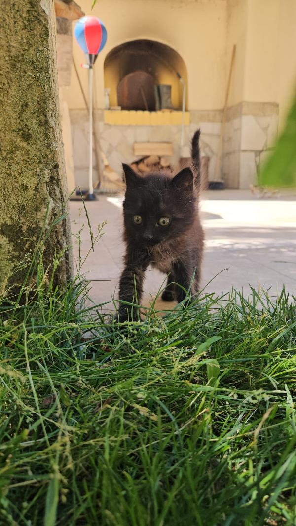 Macha: cucciola 2 mesi Foto 5