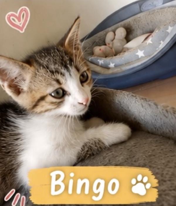 Bingo splendido dolce gattino cerca casa  Foto 2