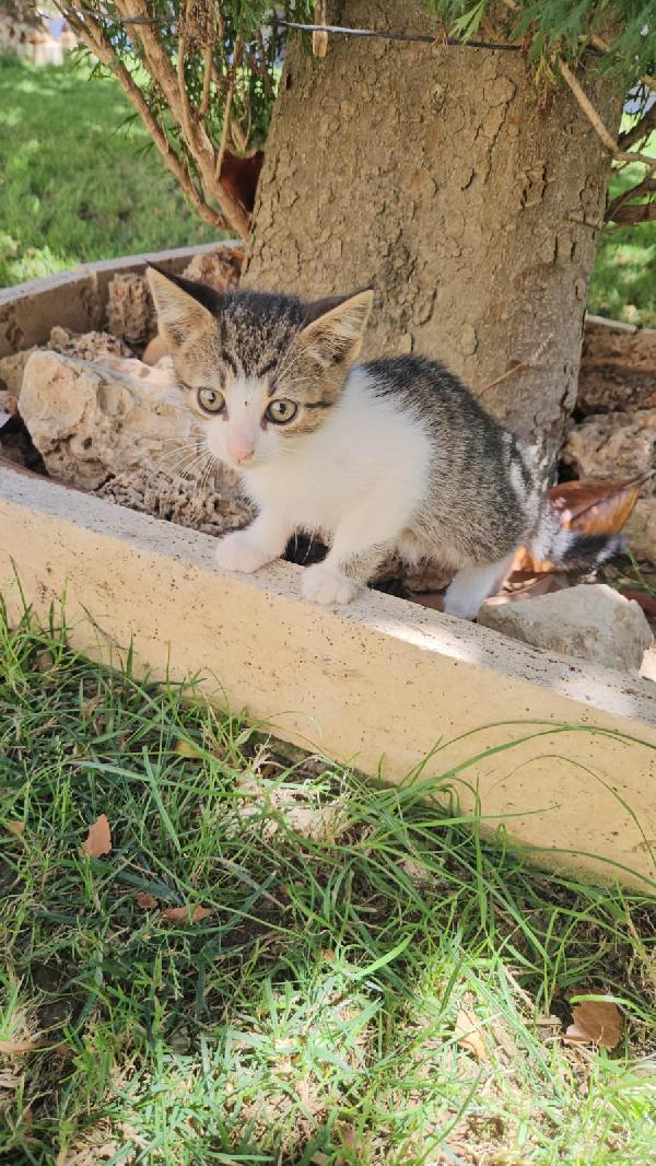Bingo splendido dolce gattino cerca casa  Foto 3