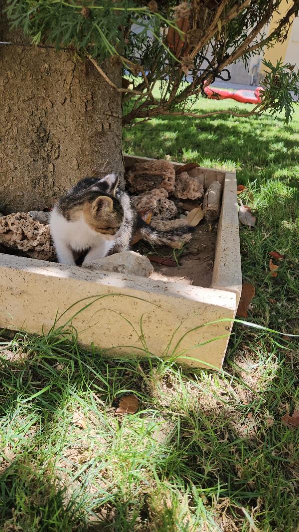 Bingo splendido dolce gattino cerca casa  Foto 4