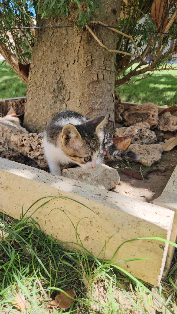 Bingo splendido dolce gattino cerca casa  Foto 7