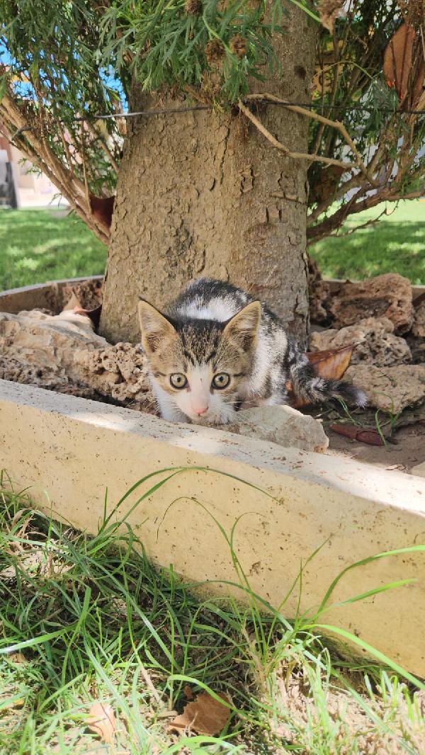 Bingo splendido dolce gattino cerca casa  Foto 8