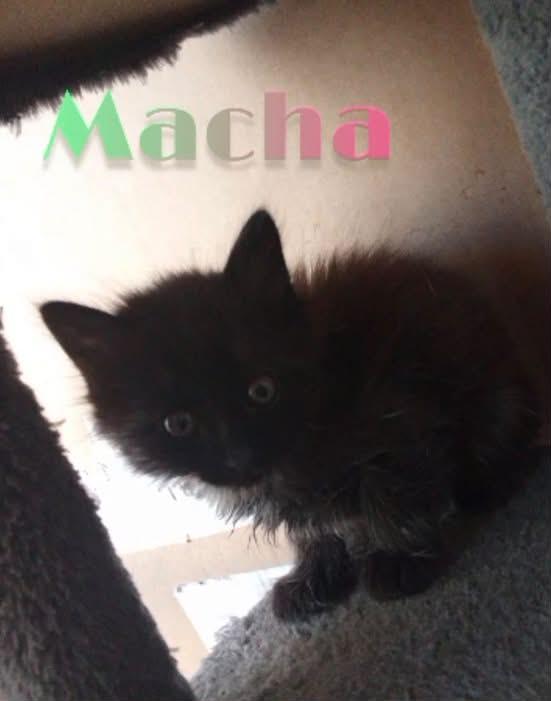 Macha: cucciola 2 mesi - media 6