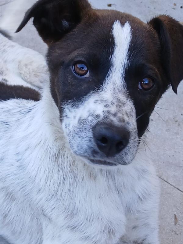 Macchia