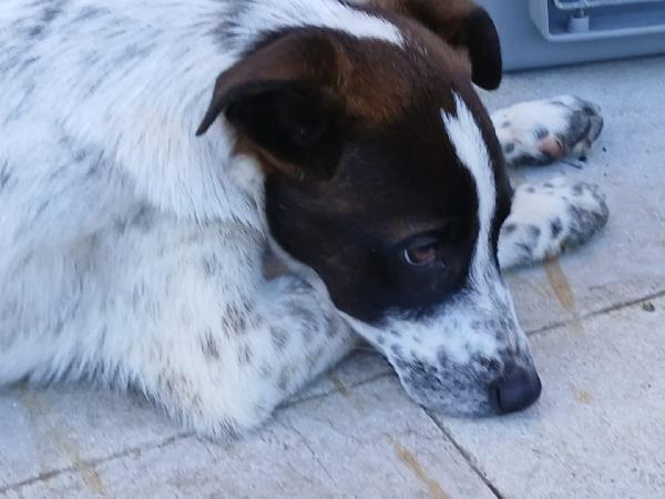 Macchia Foto 3
