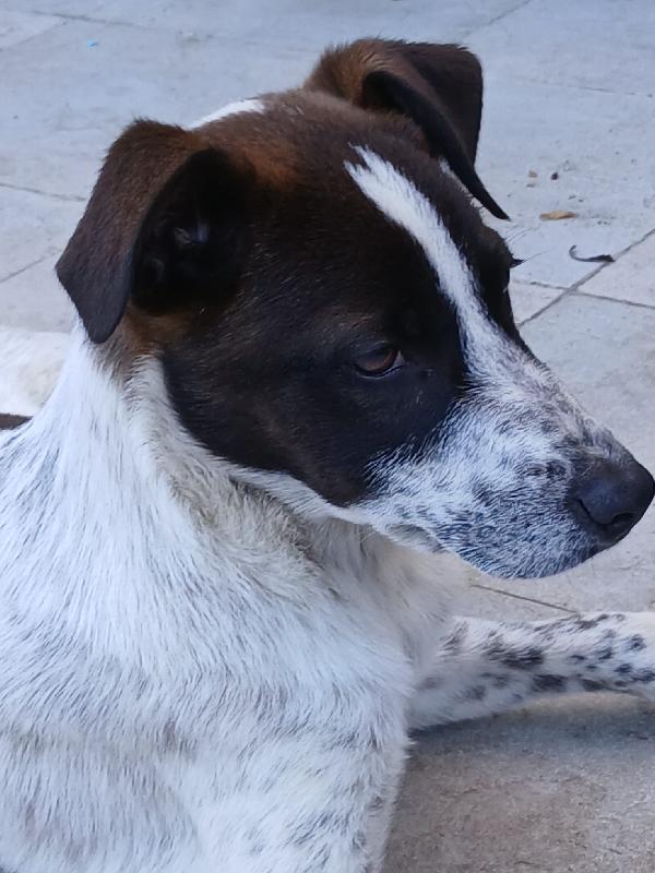 Macchia Foto 4