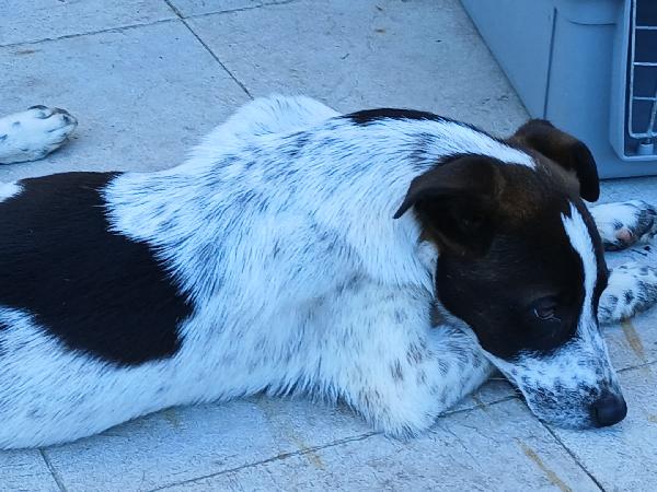 Macchia Foto 5