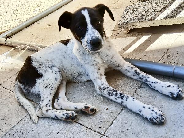 Macchia Foto 6