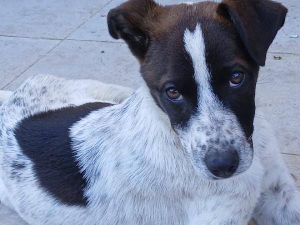 Macchia Foto 7